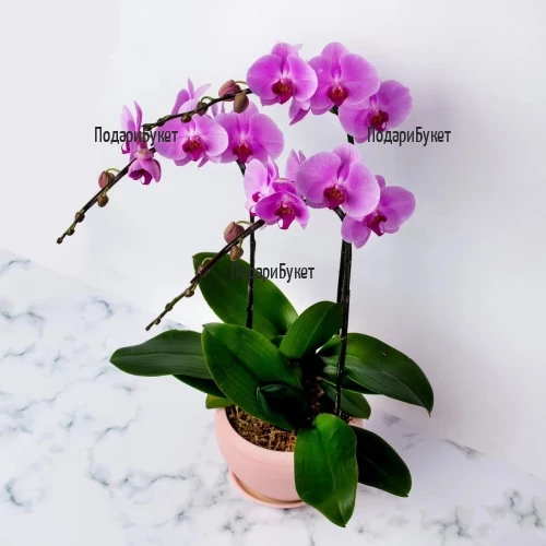 Send Pink Phalaenopsis orchid pot plant to Sofia, Plovdiv, Varna, Burgas