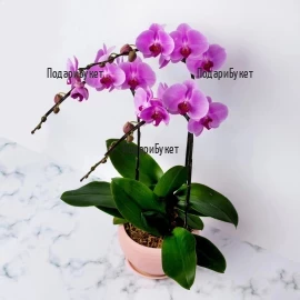 Send Pink Phalaenopsis orchid pot plant to Sofia, Plovdiv, Varna, Burgas