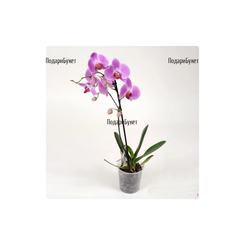 Send Orchids - pot plants то София, Плея в саксия в София, Пловдив, Варна, Бургас