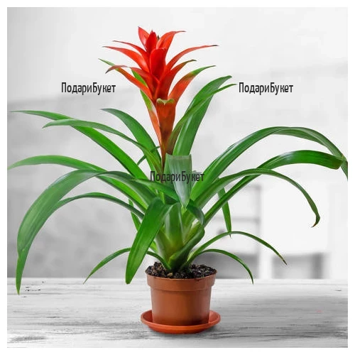 Send Guzmania pot plant to Sofia, Plovdiv, Varna, Burgas