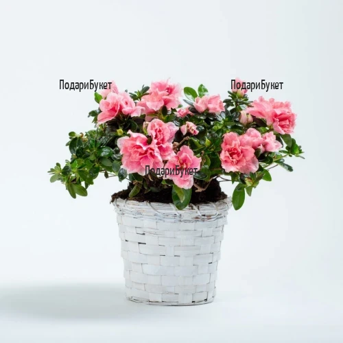 Send Pink Azalea pot plant to Sofia, Plovdiv, Varna, Burgas