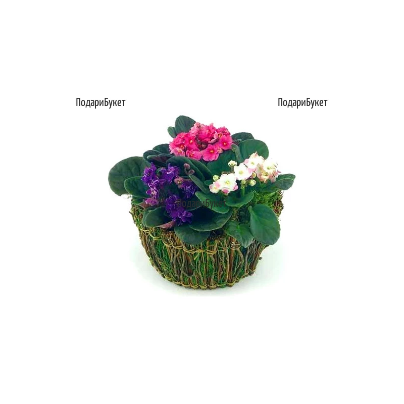 Flower delivery - A basket with Saintpaulia to Sofia, Plovdiv, Varna, Ruse