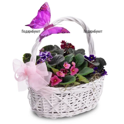 Send basket with Saintpaulia to Plovdiv, Sofia, Varna, Burgas