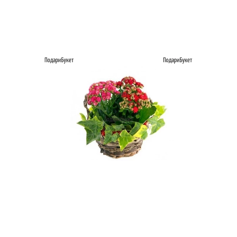 Order online flowers and baskets with pot plants and flowers to Sofia, Plovdiv