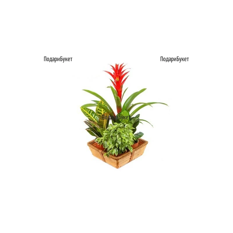 Send Basket with pot plants to Sofia, Plovdiv, Varna