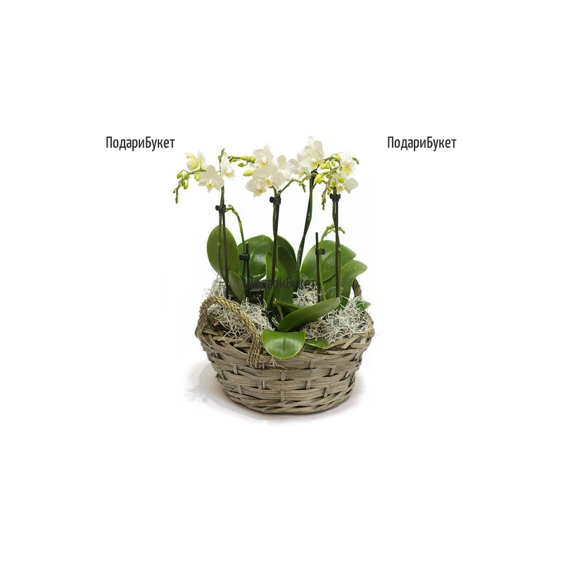 Send arrangement of white orchids to Sofia, Plovdiv