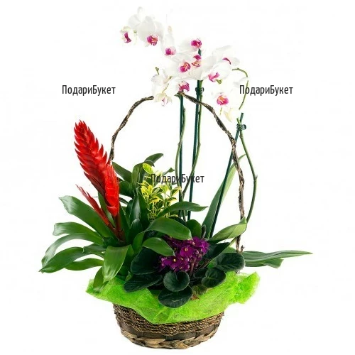 Sen flowers and various pot plants and orchids in a basket to Sofia.