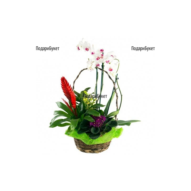 Sen flowers and various pot plants and orchids in a basket to Sofia.