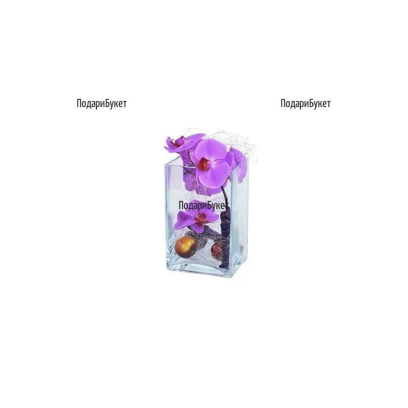 Send arrangement - purple Phalaenopsis orchid in glass container