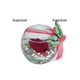 One rose in glass container
