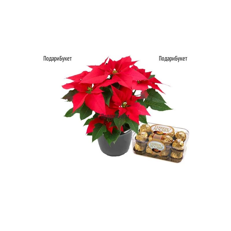Send Poinsettia and luxury chocolates by courier