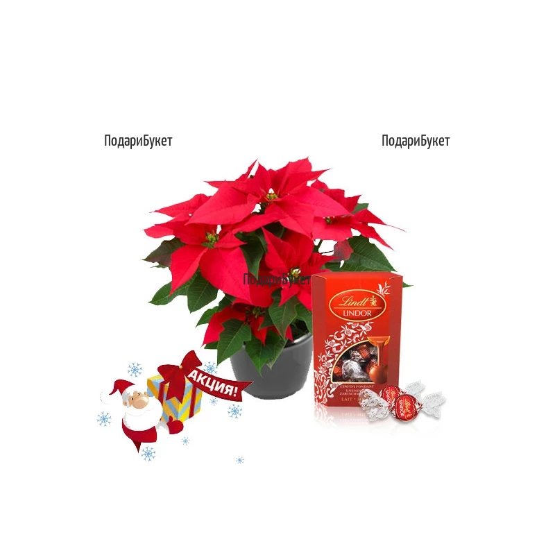 Order and deliver  Poinsettia and Lindor Kornet chocolates
