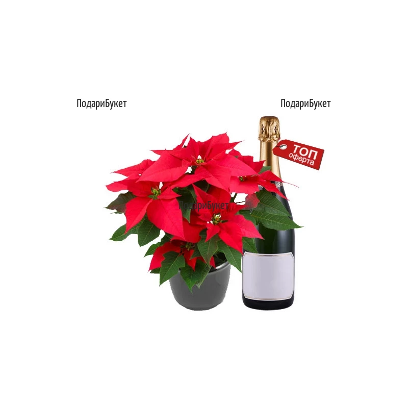 Send  Poinsettia and sparkling wineto Sofia, Plovdiv, Ruse
