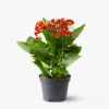 Send to Bulgaria red kalanchoe in pot