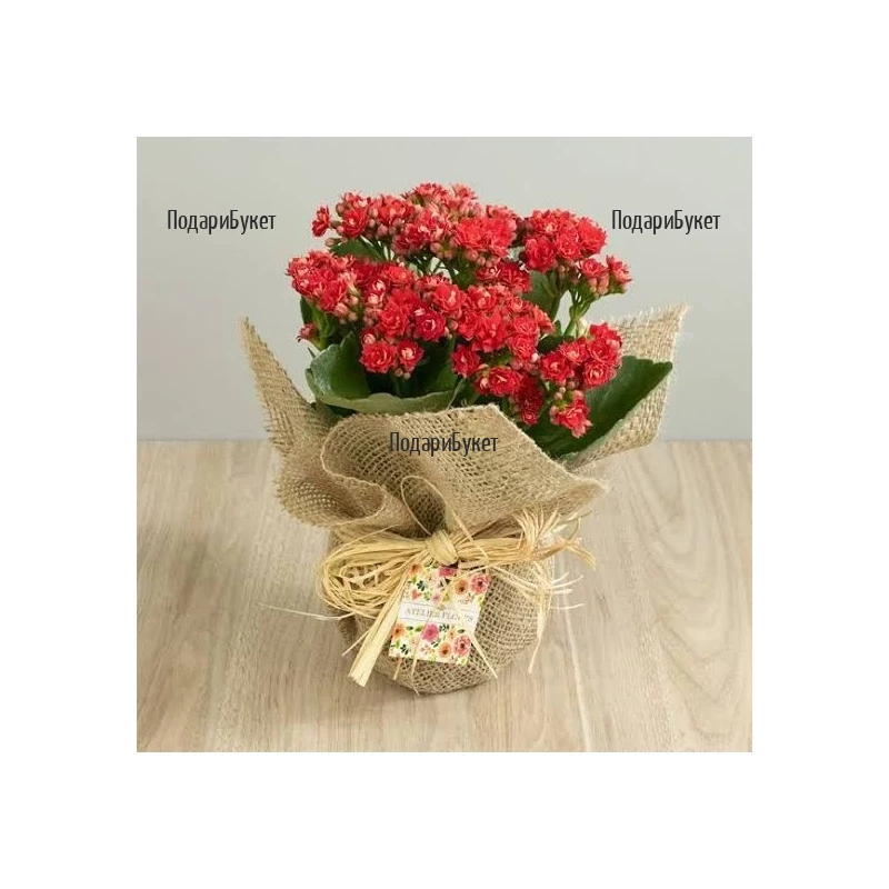 Send to Bulgaria red kalanchoe in pot