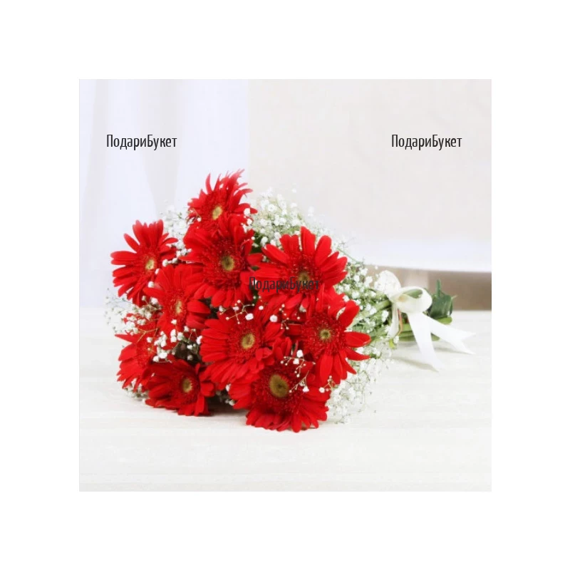 Send 11 red gerberas to Bulgaria
