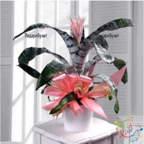 Send to Bulgaria Aechmea in a pot