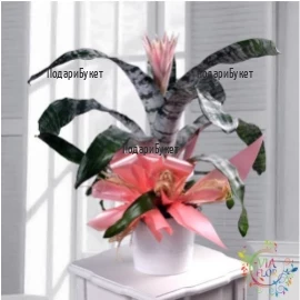 Send to Bulgaria Aechmea in a pot